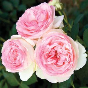 Eden Climber Climbing Rose
