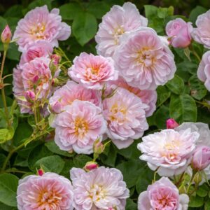 Elizabeth David Austin Rose