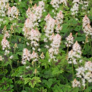 Elizabeth Oliver Foam Flower