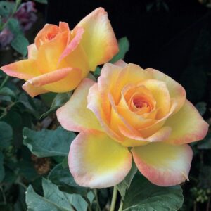 Gold Medal Grandiflora Rose