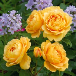 Golden Celebration David Austin Rose
