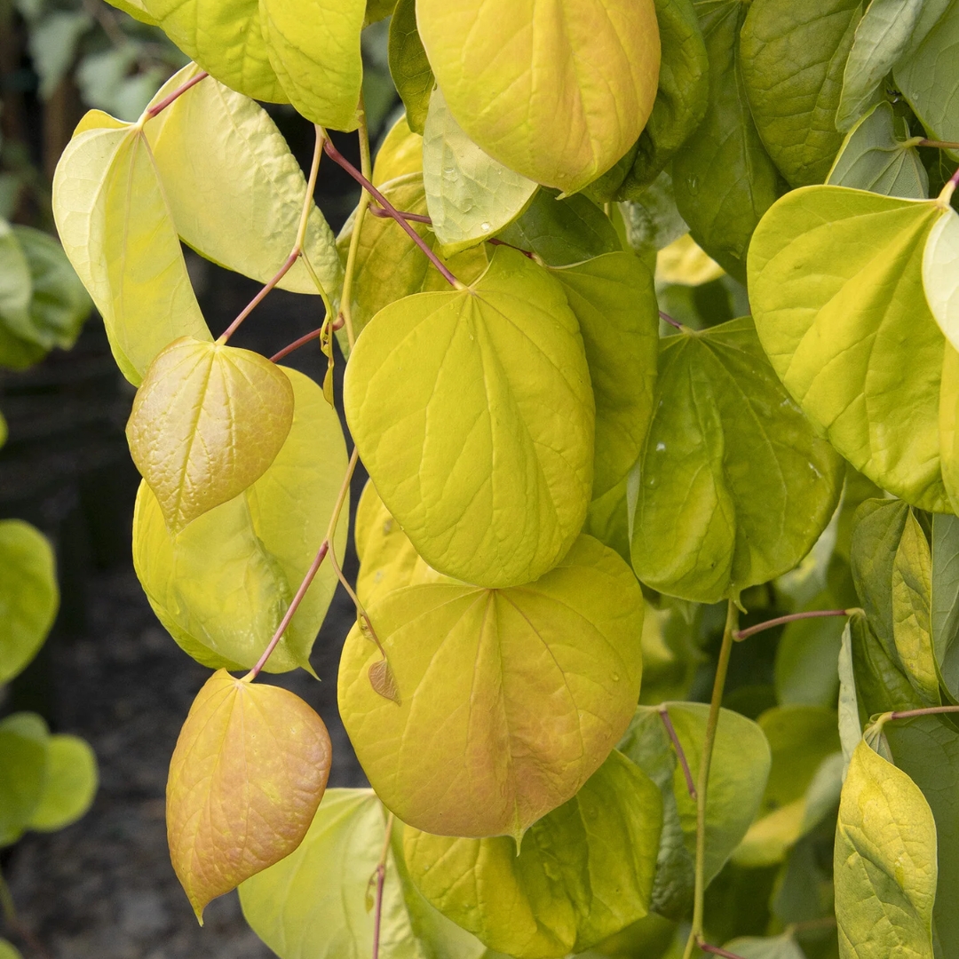 Golden Falls Redbud leaves up close