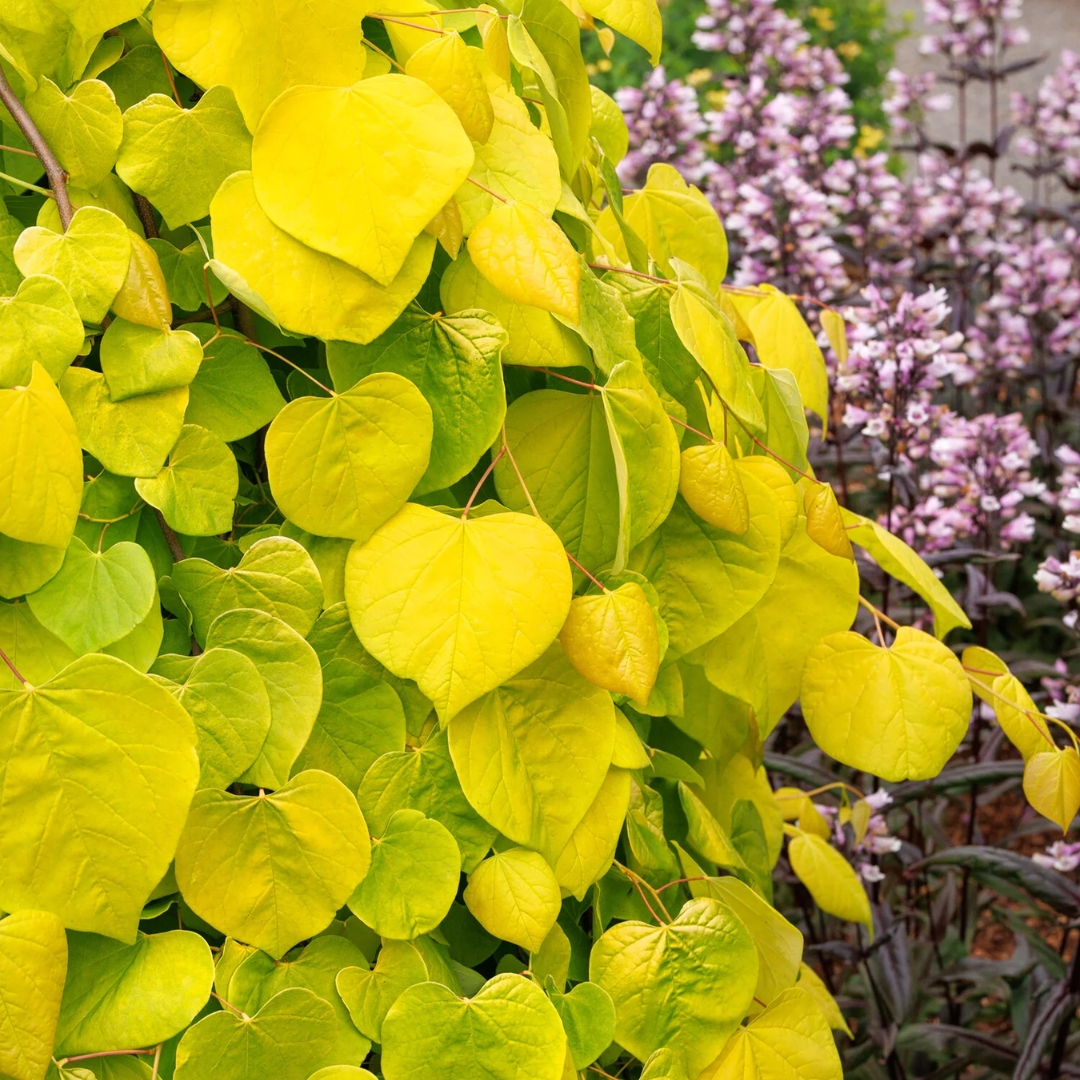 Golden Falls Redbud tree close up