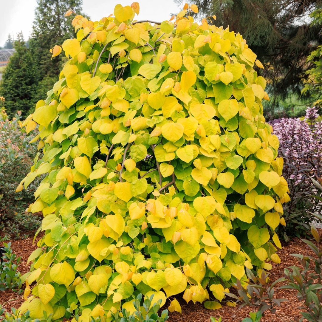 Golden Falls Redbud shrub in garden