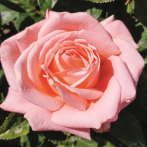 Heavenly Scented Hybrid Tea Rose