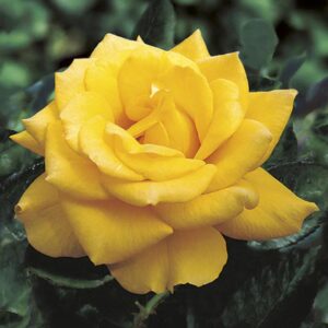 Henry Fonda Hybrid Tea Rose