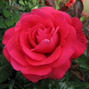 In Love Again Hybrid Tea Rose