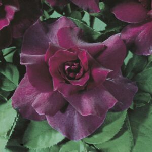 Intrigue Floribunda Rose