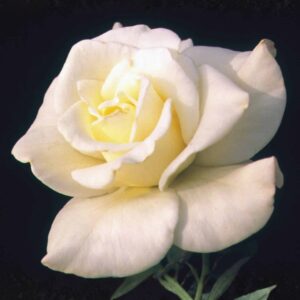 John F. Kennedy Hybrid Tea Rose