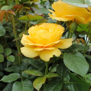 Julia Child Floribunda Rose