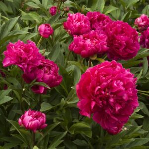 Karl Rosenfeld Peony