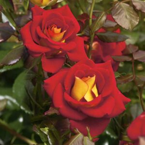 Ketchup & Mustard Floribunda Rose