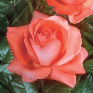 Lasting Peace Grandiflora Rose