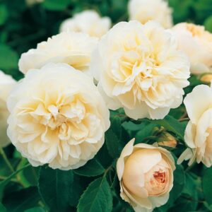 Lichfield Angel David Austin Rose