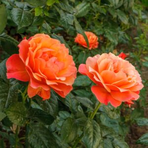 Livin’ Easy Floribunda Rose