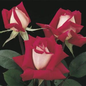 Love Grandiflora Rose
