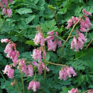 Luxuriant Bleeding Heart