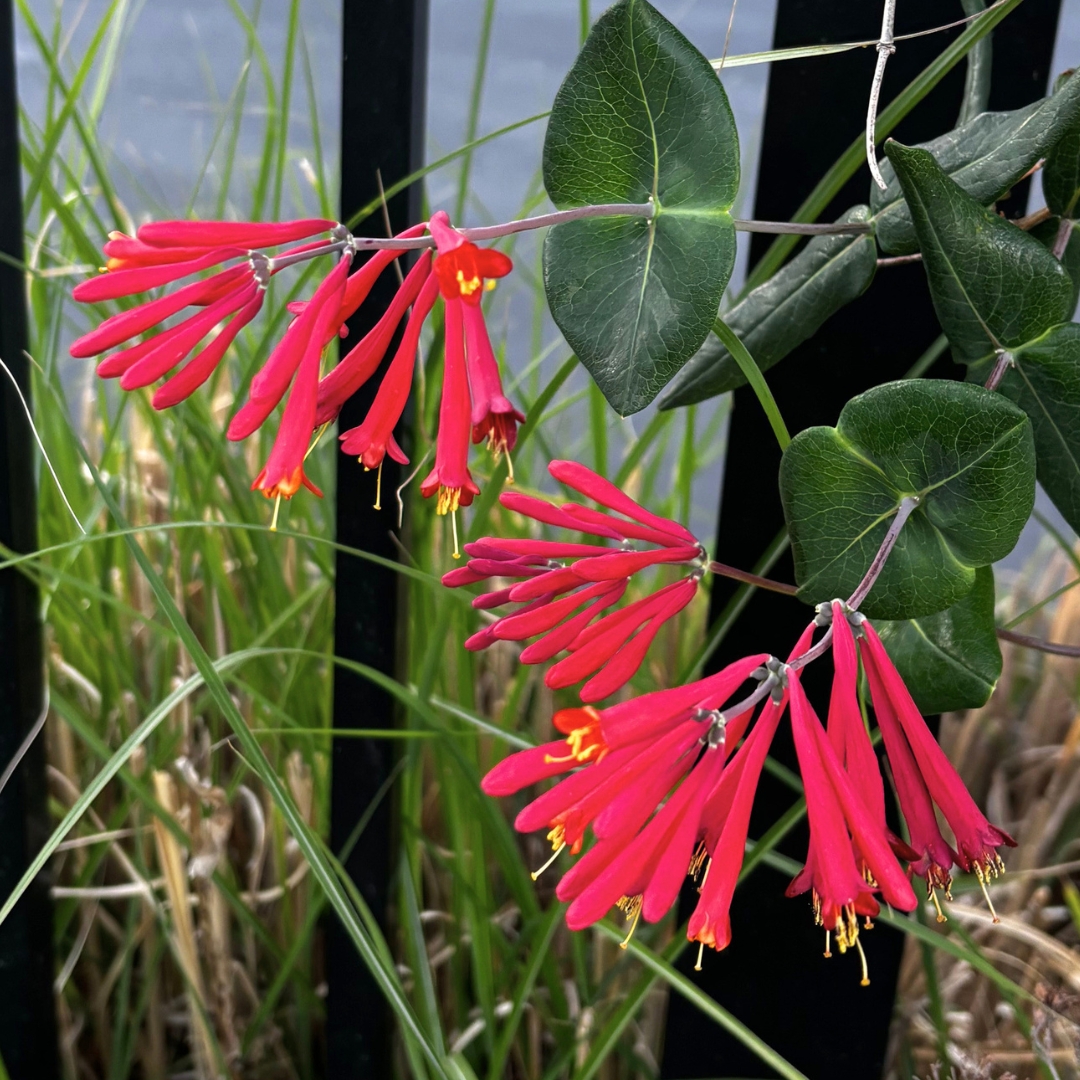 Major Wheeler Honeysuckle flower cluster