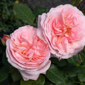 Martha Stewart Hybrid Tea Rose