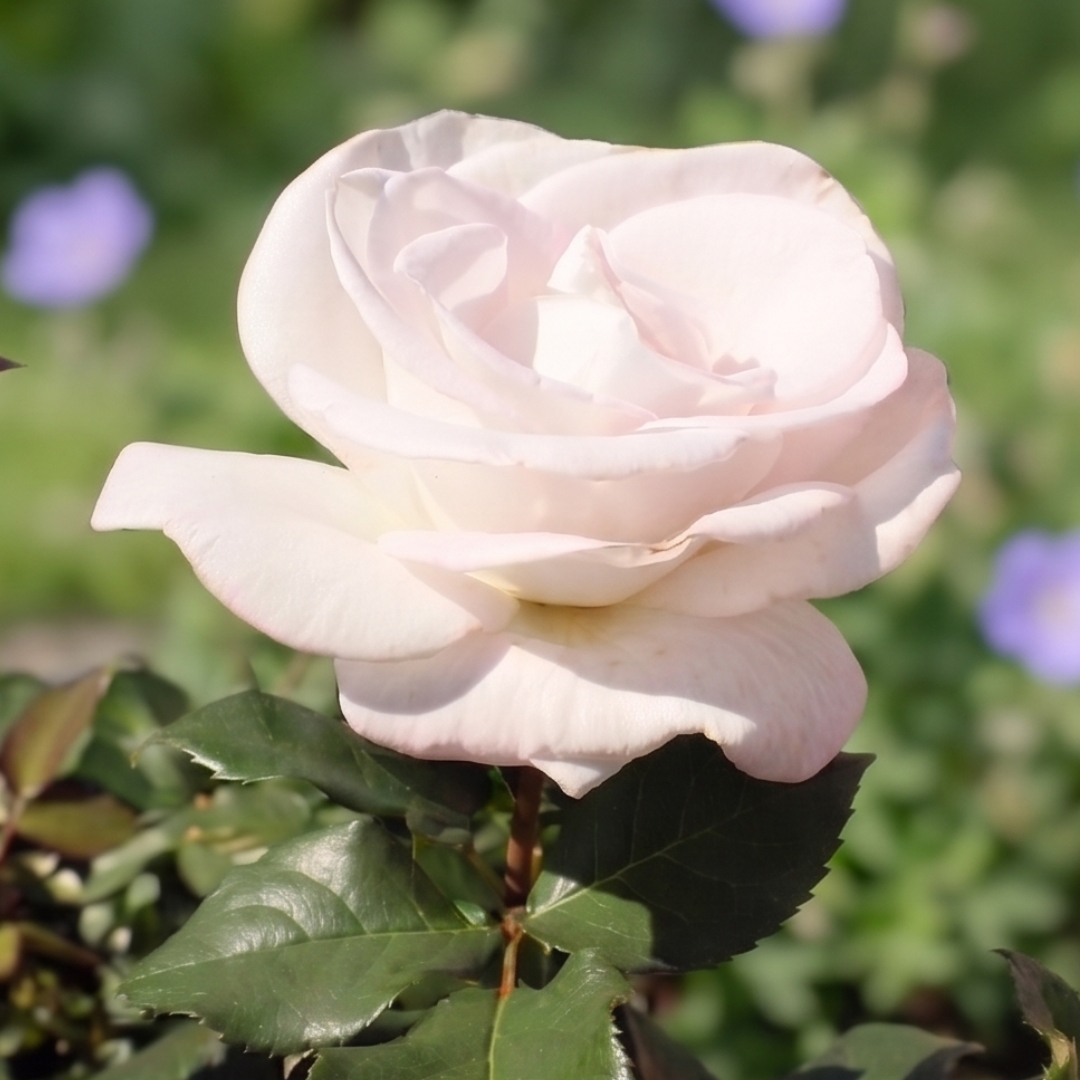 Memorial Day Hybrid Tea Rose