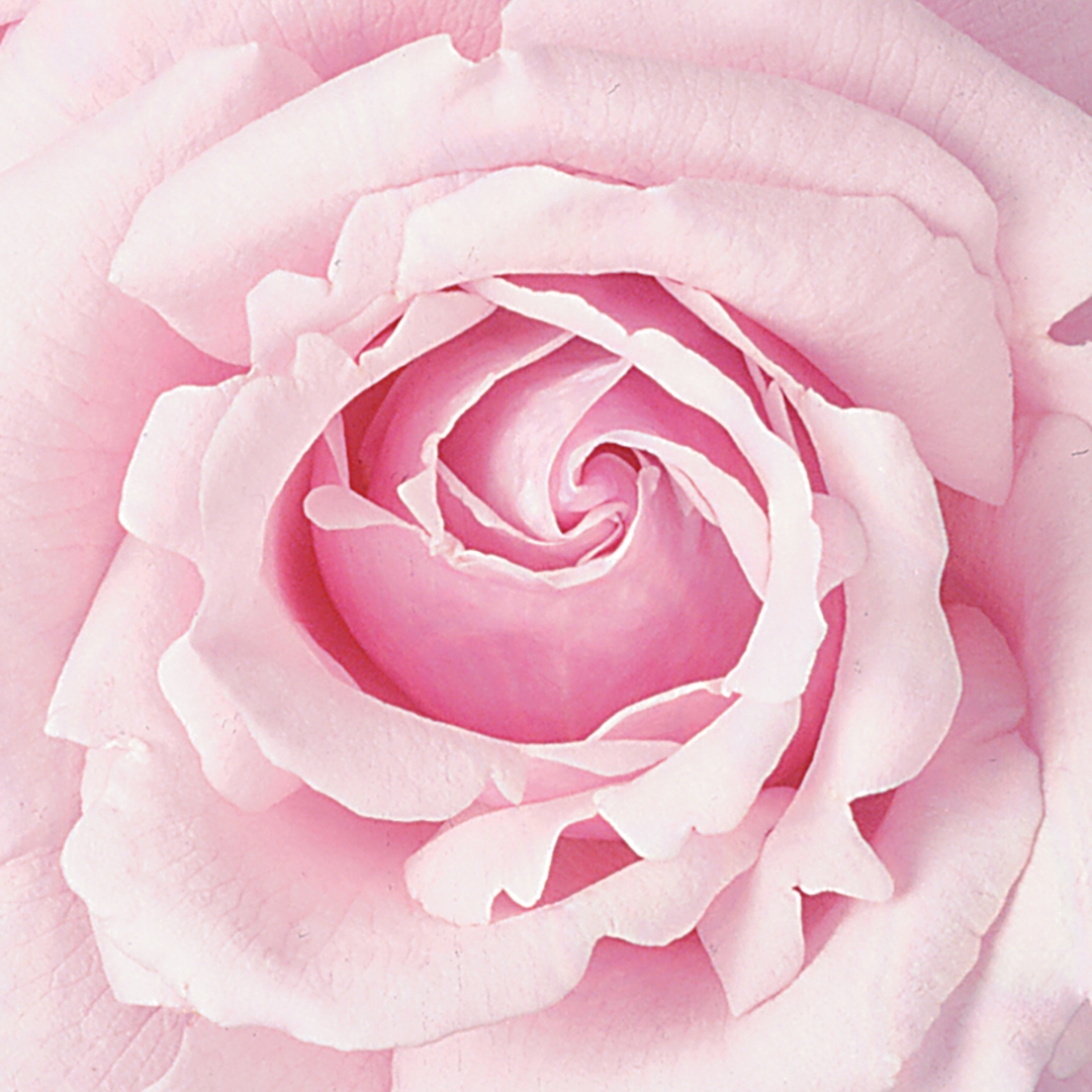 Memorial Day Hybrid Tea Rose flower close up