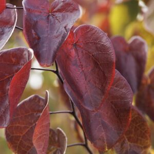 Merlot Redbud