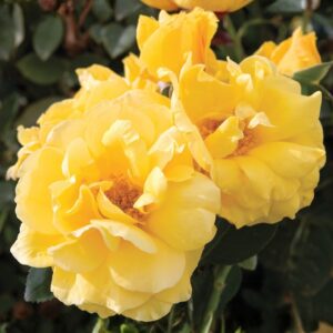 Midas Touch Hybrid Tea Rose