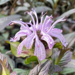 Midnight Oil Bee Balm