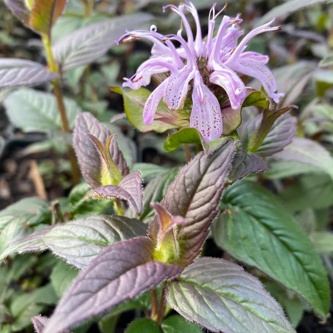 Midnight Oil Bee Balm flower and foliage