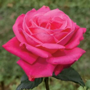 Miss All American Beauty Hybrid Tea Rose