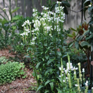 Miss Manners Obedient Plant