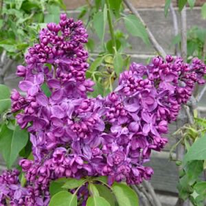 Monge Lilac