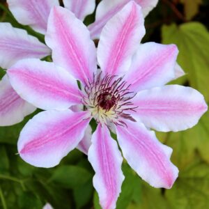 Nelly Moser Clematis
