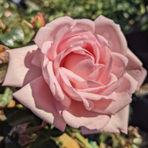 New Dawn Climbing Rose