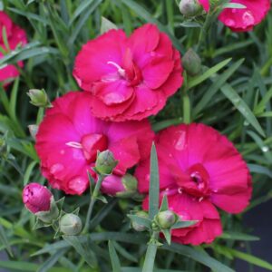 Odessa Nicky Dianthus