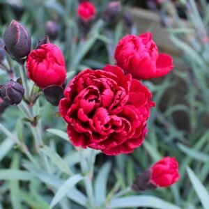 Odessa Red Dianthus