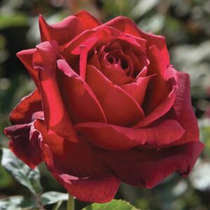 Oklahoma Hybrid Tea Rose