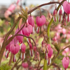 Old Fashioned Bleeding Heart