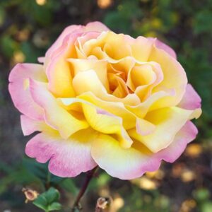 Peace Hybrid Tea Rose