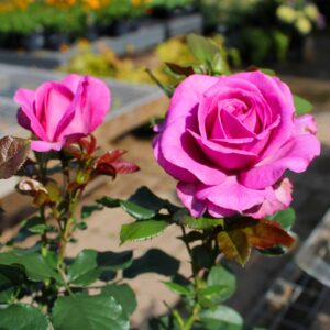 Perfume Factory Hybrid Tea Rose