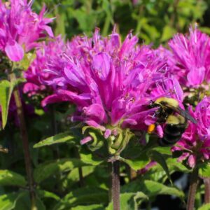 Petite Delight Bee Balm