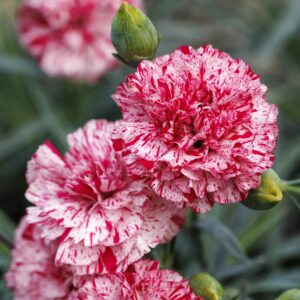 Pinball Wizard Dianthus