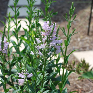 Pink Manners Obedient Plant