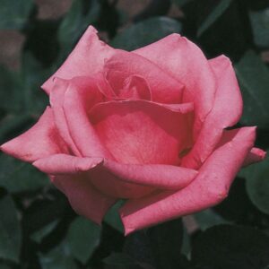 Pink Peace Hybrid Tea Rose