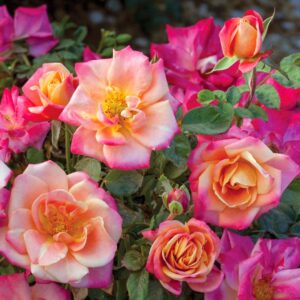 Polynesian Punch Floribunda Rose
