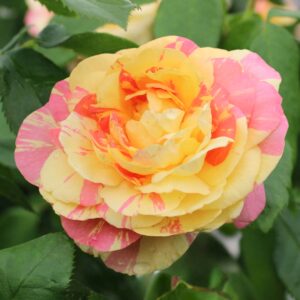 Pop Art Grandiflora Rose