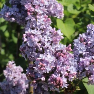 President Grevy Lilac