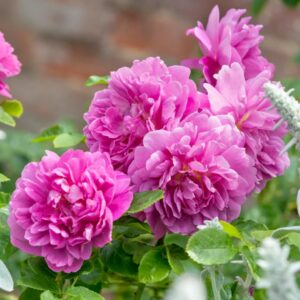 Princess Anne David Austin Rose