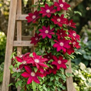 Rebecca Clematis