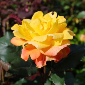 Rio Samba Hybrid Tea Rose